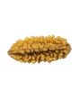 1 Mukhi Rudraksha 26.98 MM