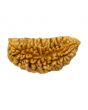 1 Mukhi Rudraksha 29.64 MM