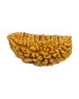 1 Mukhi Rudraksha 29.64 MM