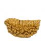 1 Mukhi Rudraksha 28.18 MM