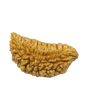 1 Mukhi Rudraksha 28.18 MM