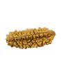 1 Mukhi Rudraksha 28.18 MM