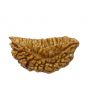 1 Mukhi Rudraksha 29.09 MM