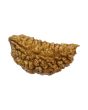 1 Mukhi Rudraksha 29.09 MM