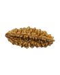 1 Mukhi Rudraksha 29.09 MM