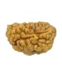1 Mukhi Rudraksha 24.8 MM