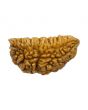 1 Mukhi Rudraksha 27.72 MM
