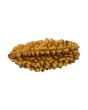 1 Mukhi Rudraksha 27.72 MM
