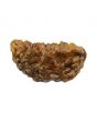 1 Mukhi Rudraksha 26.49 MM