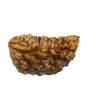 1 Mukhi Rudraksha 26.49 MM