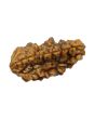 1 Mukhi Rudraksha 26.49 MM