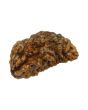 1 Mukhi Rudraksha 26.49 MM