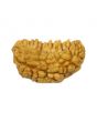 1 Mukhi Rudraksha 26.46 MM