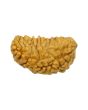 1 Mukhi Rudraksha 26.46 MM