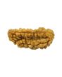 1 Mukhi Rudraksha 26.46 MM
