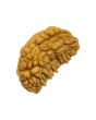 1 Mukhi Rudraksha 26.46 MM