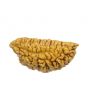 1 Mukhi Rudraksha 30.02 MM