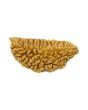 1 Mukhi Rudraksha 30.02 MM