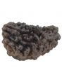 Natural Ek Mukhi Rudraksha With Freebie Five Mukhi Rudraksha Mala