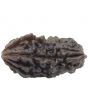 Natural Ek Mukhi Rudraksha With Freebie Five Mukhi Rudraksha Mala
