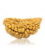 1 Mukhi Rudraksha 29.32 MM