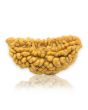 1 Mukhi Rudraksha 29.32 MM