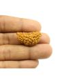 1 Mukhi Rudraksha 29.32 MM