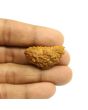 1 Mukhi Rudraksha 34.03 MM