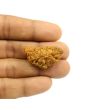 1 Mukhi Rudraksha 34.03 MM