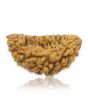 1 Mukhi Rudraksha 30.16 MM