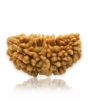 1 Mukhi Rudraksha 29.49 MM
