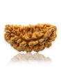 1 Mukhi Rudraksha 29.49 MM