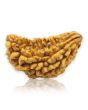 1 Mukhi Rudraksha 30.77 MM