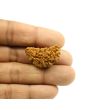 1 Mukhi Rudraksha 30.77 MM