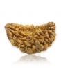 1 Mukhi Rudraksha 29.06 MM