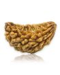 1 Mukhi Rudraksha 29.06 MM