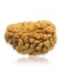 1 Mukhi Rudraksha 28.22 MM