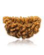 1 Mukhi Rudraksha 30.43 MM
