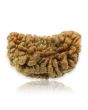 1 Mukhi Rudraksha 29.52 MM