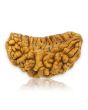 1 Mukhi Rudraksha 31.42 MM
