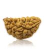 1 Mukhi Rudraksha 30.4 MM