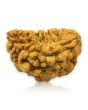 1 Mukhi Rudraksha 26.73 MM