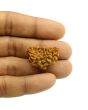 1 Mukhi Rudraksha 26.73 MM