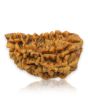 1 Mukhi Rudraksha 26.2 MM