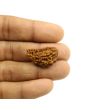 1 Mukhi Rudraksha 26.2 MM