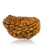 1 Mukhi Rudraksha 29.12 MM