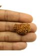1 Mukhi Rudraksha 29.12 MM