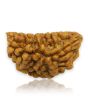1 Mukhi Rudraksha 28.67 MM