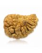 1 Mukhi Rudraksha 31.37 MM