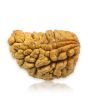 1 Mukhi Rudraksha 31.37 MM